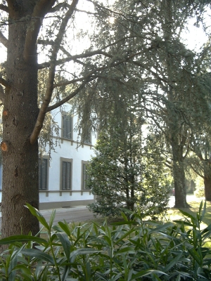 Villa - Camaiore - Nocchi