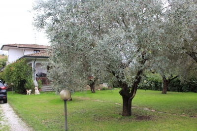 Villa - Camaiore - Capezzano